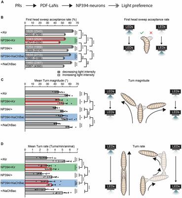 Two Pairs of Drosophila Central Brain Neurons Mediate Larval Navigational Strategies Based on Temporal Light Information Processing